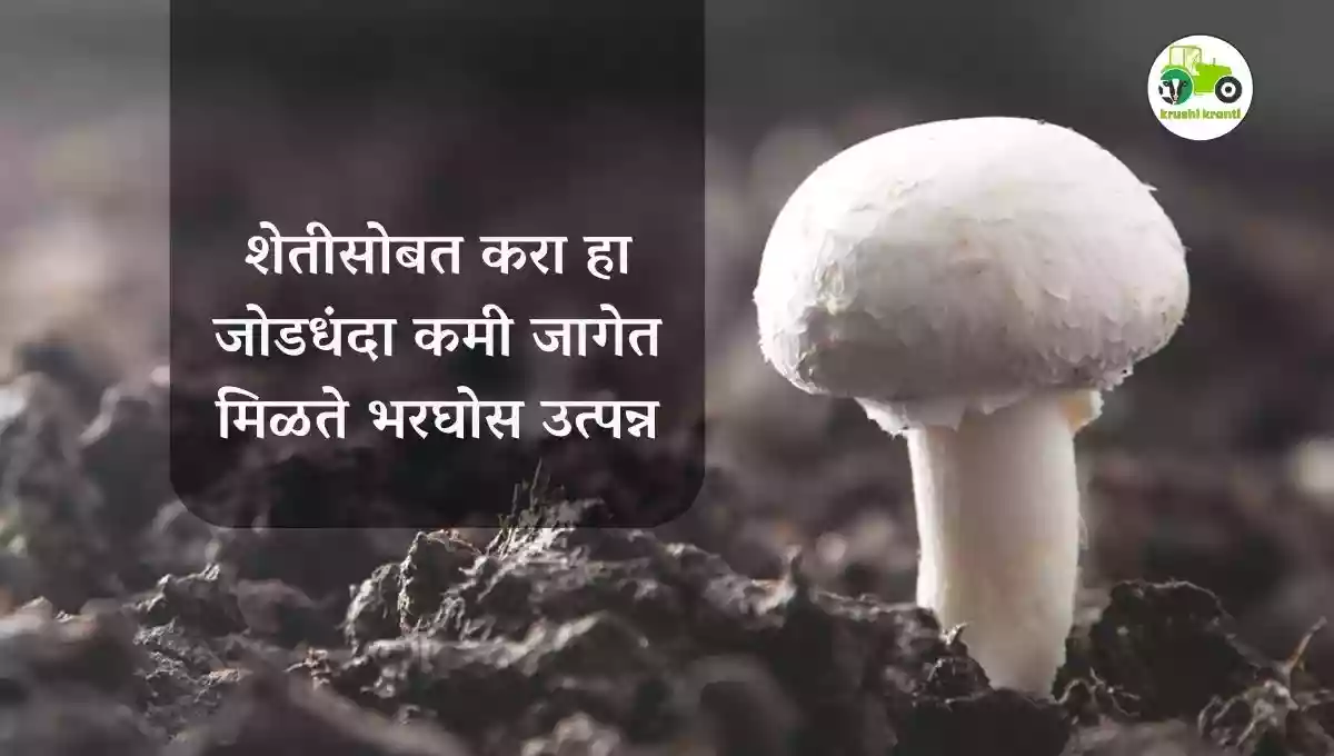 शेतीसोबत करा हा जोडधंदा कमी जागेत मिळते भरघोस उत्पन्न