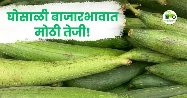 घोसाळी बाजारभावात मोठी तेजी! पनवेल बाजारात घोसाळीला मिळाला ६००० ...
